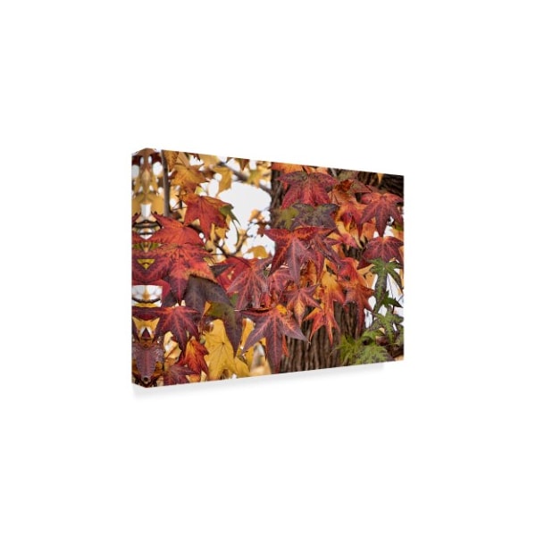 Lori Hutchison 'Red Fall Leaves' Canvas Art,30x47